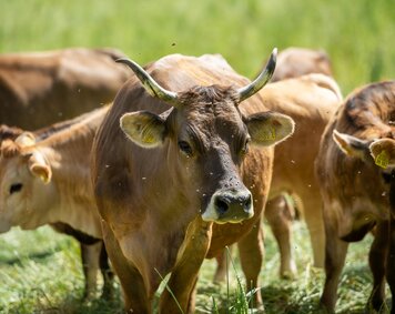 img-de-Landluft-Kuehe-Weide